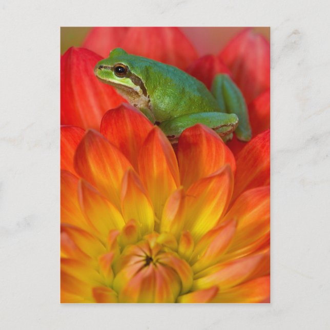 Cartão Postal Rã-árvore-do-pacífico sobre flores (Frente)