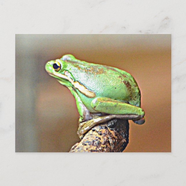 Cartão Postal Rã-Arvore-Verde-da-Louisiana (Frente)