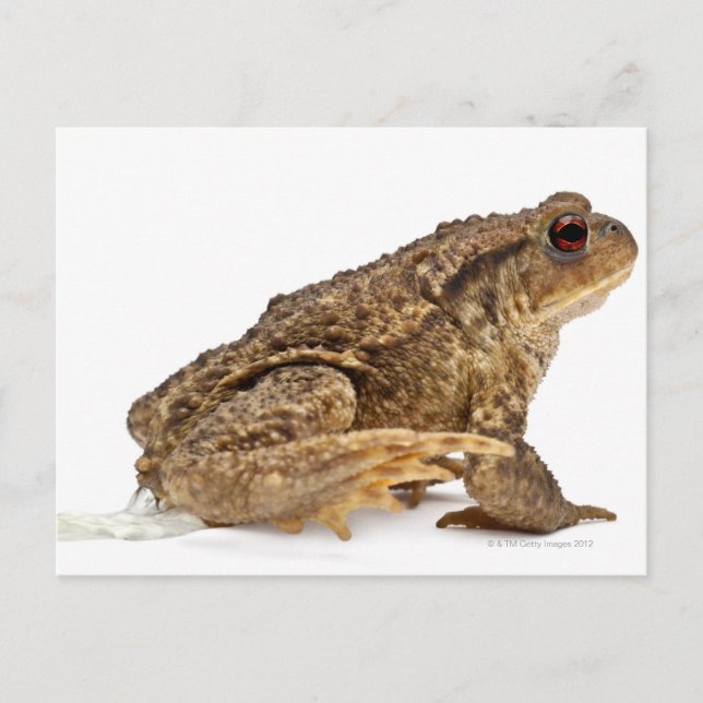 Cartão Postal Rã comum ou sapo europeu (Bufo bufo) mijando (Frente)