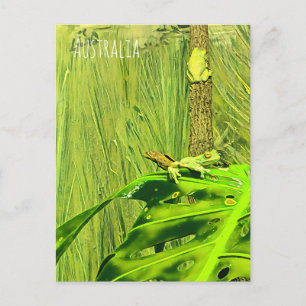Cartão Postal Rã de árvore verde Rã australiana