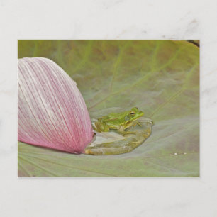 Cartão Postal Rã e pétala de flor de lótus, China,