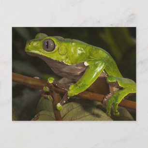 Cartão Postal Rã gigante de folha (Phyllomedusa bicolor) 3