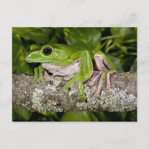 Cartão Postal Rã Gigante Gliding, Polypedates dennysi ssp,