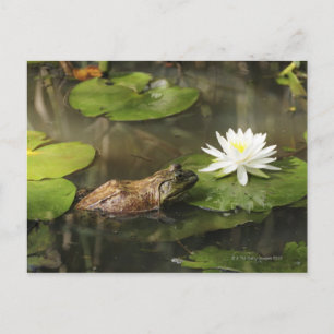 Cartão Postal Rã-grande em Lily Pond