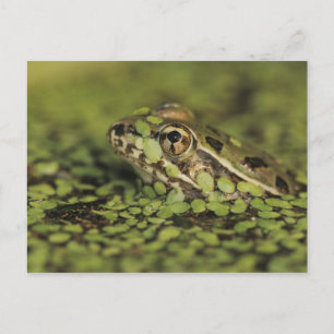 Cartão Postal Rã-leopardo-do-Rio-Grande, Rana berlandieri,