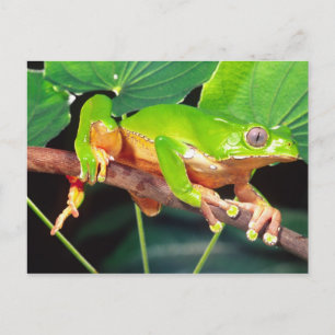 Cartão Postal Rã-Perereca-Macaco-Gigante-Bicolor, Phyllomedusa