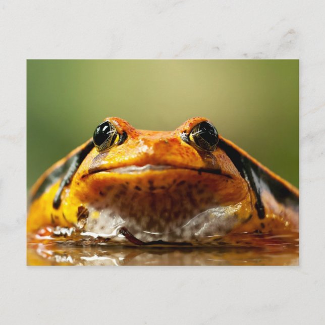 Cartão Postal Rã Tomate (Frente)