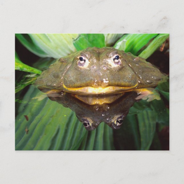 Cartão Postal Rã-touro-africana, Pyxicephalus 2 (Frente)
