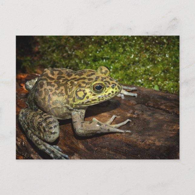 Cartão Postal Rã-touro, Rana catesbeiana (Frente)