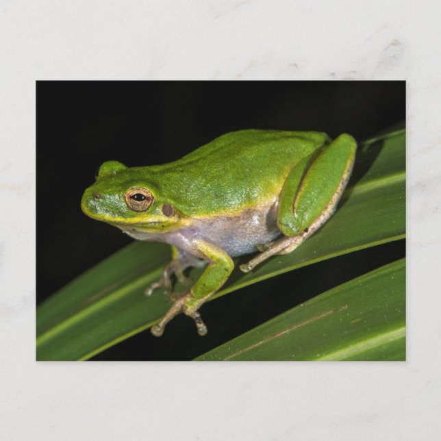 Cartão Postal Rã-verde (Hyla cinerea) 2 (Frente)