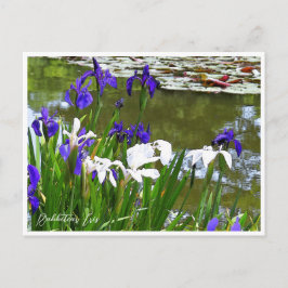 Cartão Postal Rabbitear Iris