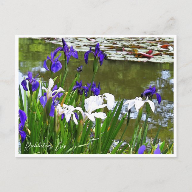 Cartão Postal Rabbitear Iris (Frente)