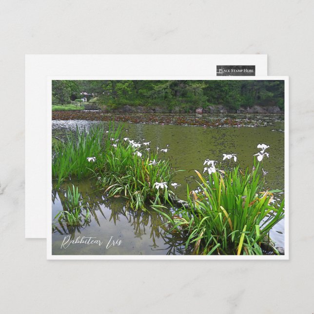 Cartão Postal Rabbitear Iris (Frente/Verso)