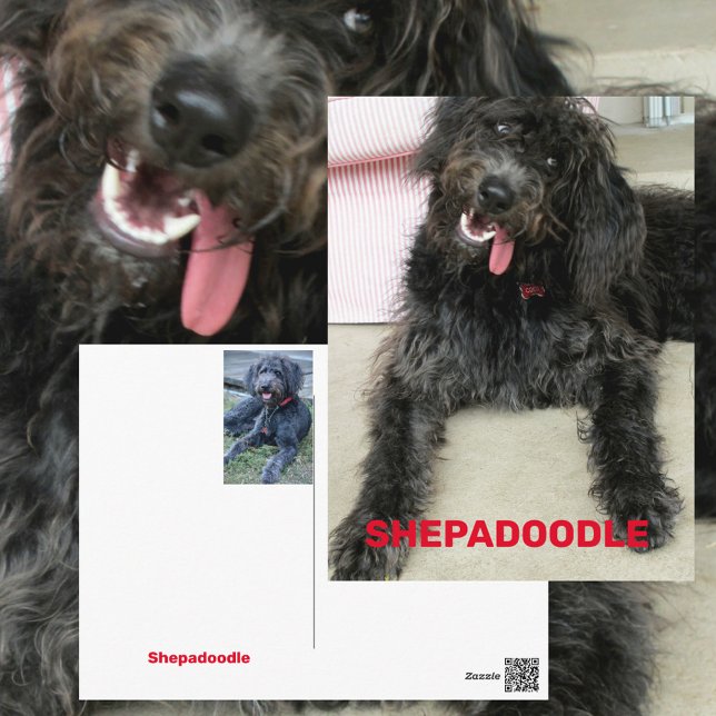 Cartão Postal Raça de cachorro Shepadoodle feliz bobo (Criador carregado)