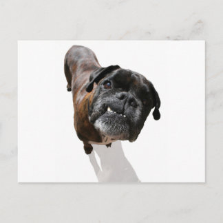 Cartão Postal Raça de Cão Boxer