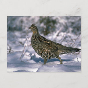 Cartão Postal Raça rechada em bosques de neve