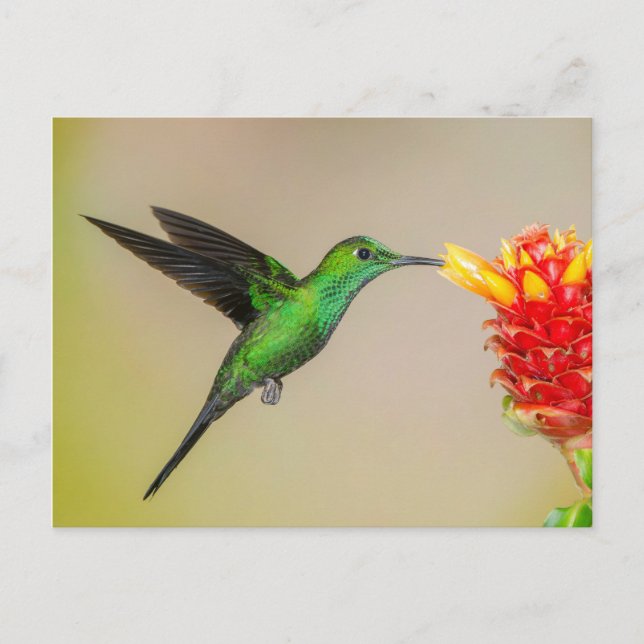 Cartão Postal Ração Brilhante de Hummingbird de Flor (Frente)