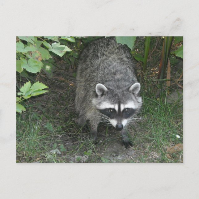 Cartão Postal Raccoon (Frente)