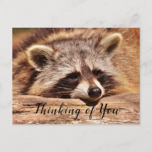Cartão Postal Raccoon