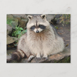 Cartão postal Raccoon