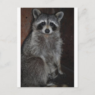 Cartão Postal Raccoon