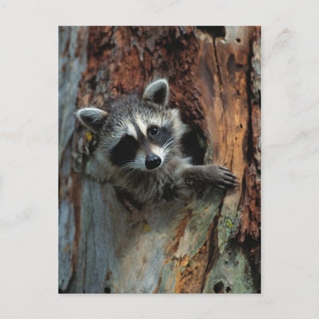 Cartão postal Raccoon (Frente)