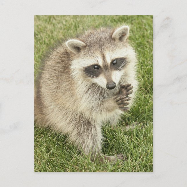 Cartão Postal Raccoon (Frente)