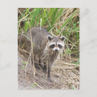 Cartão Postal Raccoon