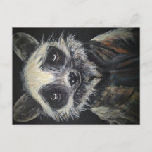 Cartão postal Raccoon
