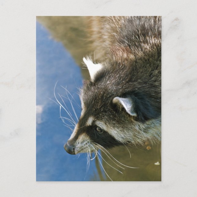 Cartão Postal Raccoon (Frente)