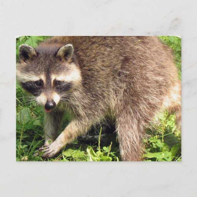 Cartão postal Raccoon (Frente)