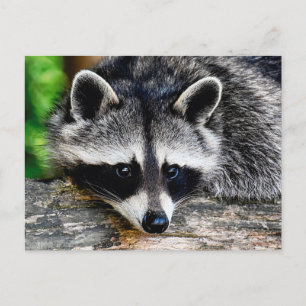 Cartão Postal Raccoon 003