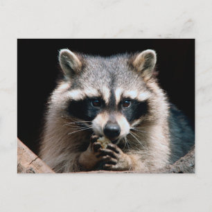 Cartão Postal Raccoon 004
