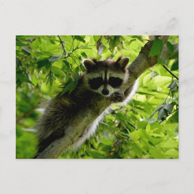 Cartão Postal Raccoon em cinza de Árvore Verde (Frente)