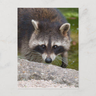 Cartão Postal Raccoon faz contato direto com os olhos