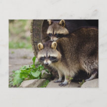 Raccoon Madre Protetor Bebê