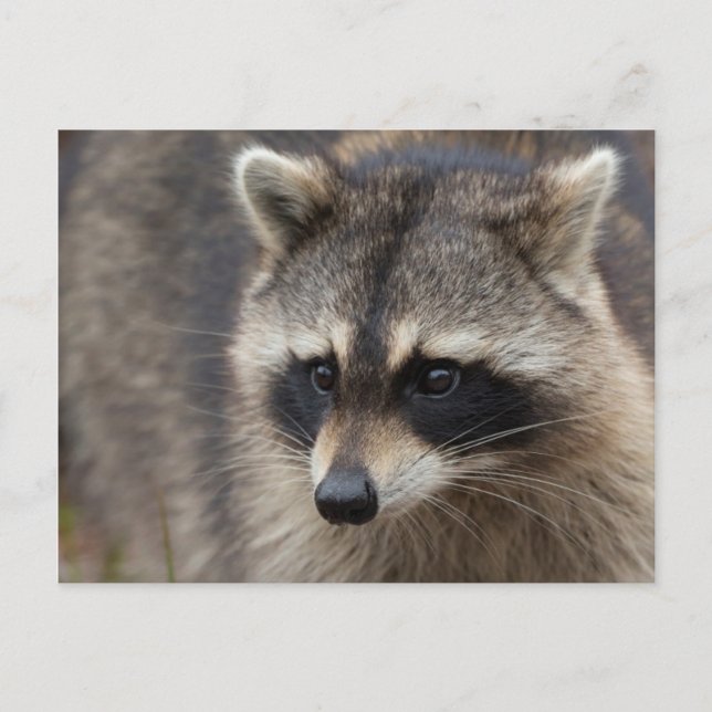 Cartão Postal Raccoon, Procyon lotor, Flórida (Frente)