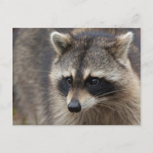 Cartão Postal Raccoon, Procyon lotor, Flórida, EUA 1