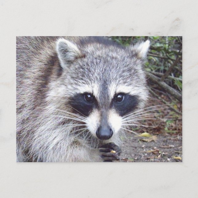 Cartão postal Raccoon Wildlife Series nº 8 (Frente)