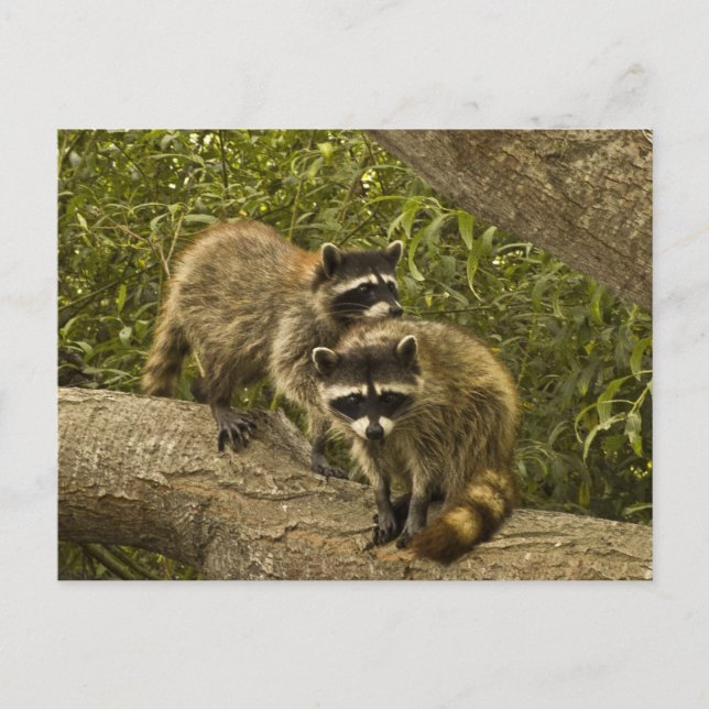 Cartão Postal Raccoons (Frente)