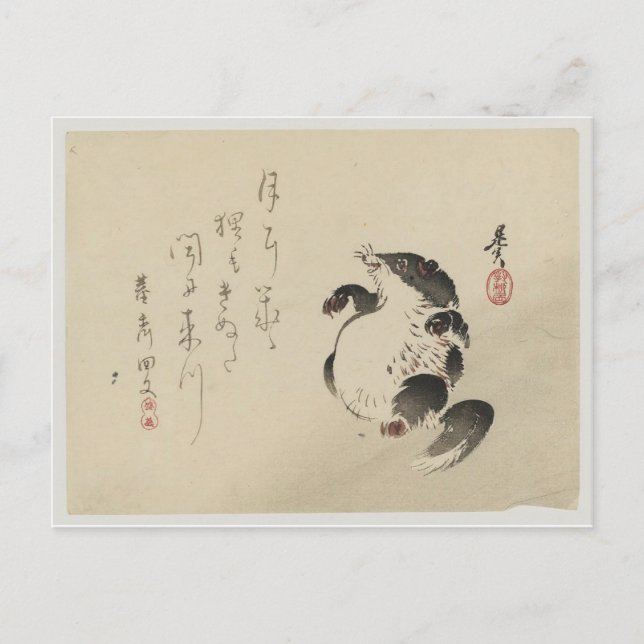 Cartão Postal Racoon-dog (Tanuki) por Shibata Zeshin (Frente)