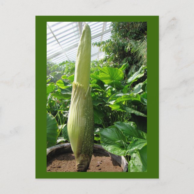 Cartão Postal Rafflesia arnoldii (Frente)