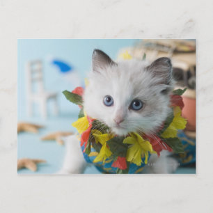 Cartão Postal Rag Doll Kitten e férias de Verão