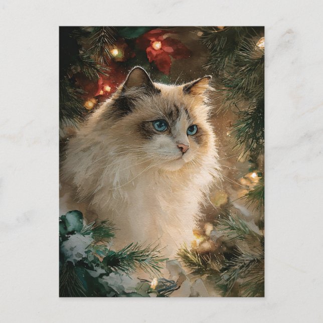 Cartão Postal Ragdoll Cat Christmas (Frente)