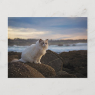 Cartão Postal Ragdoll Cat Na Praia