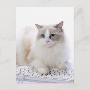 Cartão Postal Ragdoll cat no teclado do computador