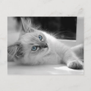 Cartão postal Ragdoll kitten