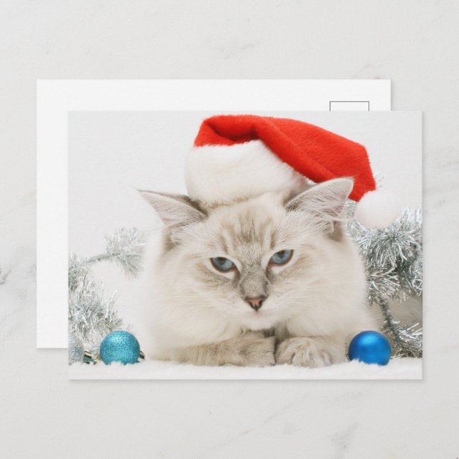 Cartão Postal Ragdoll Vestindo Santa Hat (Frente/Verso)