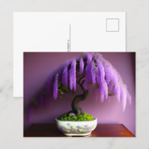 Rain Purple Wisteria Bonsai, Pós-cruzamento