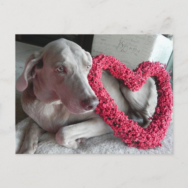 Cartão Postal "Rain the Weimaraner's I Heart You Postcard" (Frente)